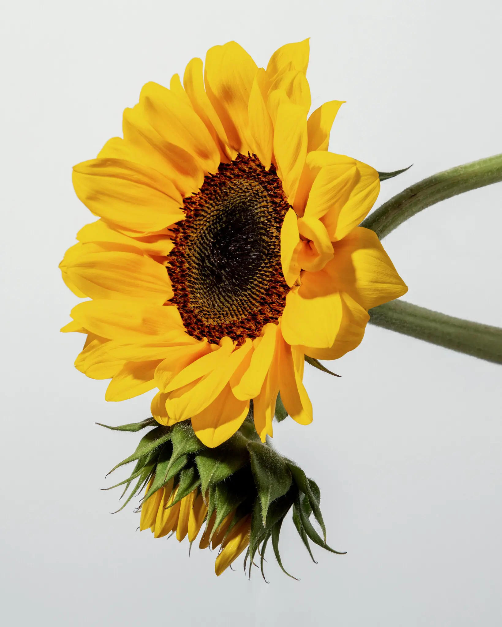 benefiits of sunshine
